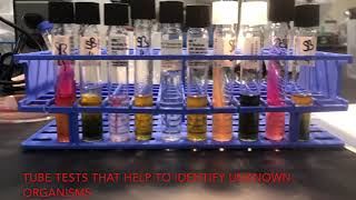 Microbiology Lab