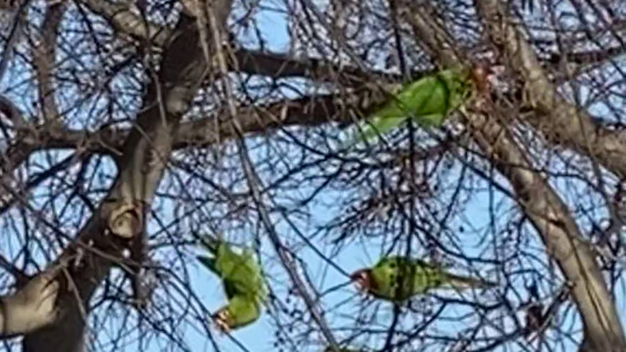 Flock of Parrots 