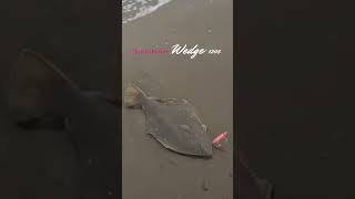 【ヒラメ釣り】DUO(デュオ) ビーチウォーカー ウェッジ120S