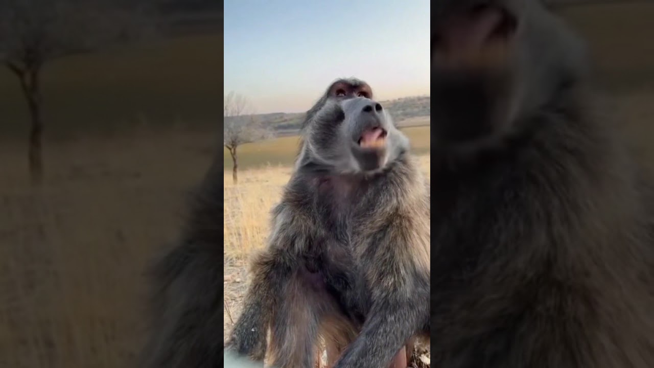 Happy sunday ❤️ #animals #animalshorts #wildlife #happiness