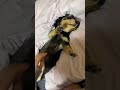 ヘソ天でバンザイする可愛い犬【ミニチュアダックスフンド】#Shorts