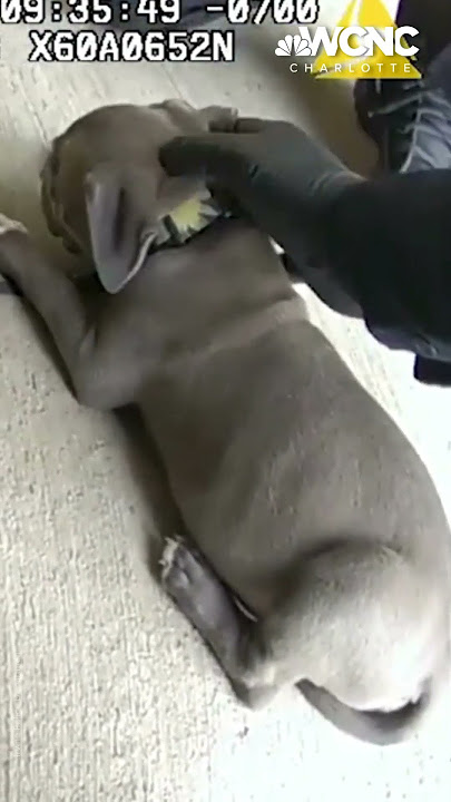 VIDEO: Narcan given to puppy after accidental fentanyl OD