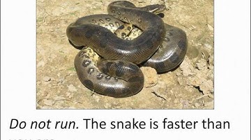 How to survive anaconda attack - would you manage?
