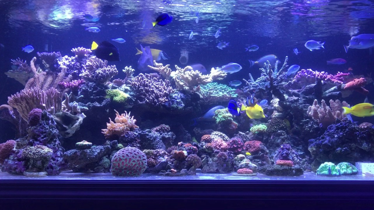 30 seconds of reefgasm heaven! 400 gallon Reef Tank!