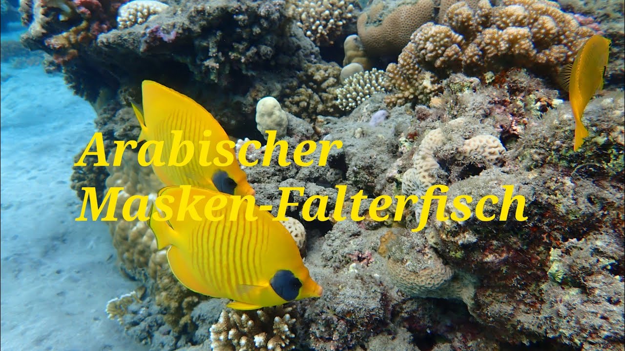 Arabischer Masken-Falterfisch 🐠