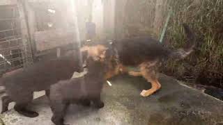 @doggytravels4451 A DAY IN THE LIFE OF PETS#blackshepherd #germanshepherd #cute#viraldogsvideos