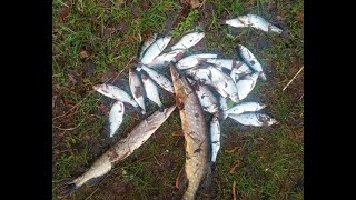 Рыбалка на поплавок на озере Селигер при смене погоды весной, или поймать до завтрака)