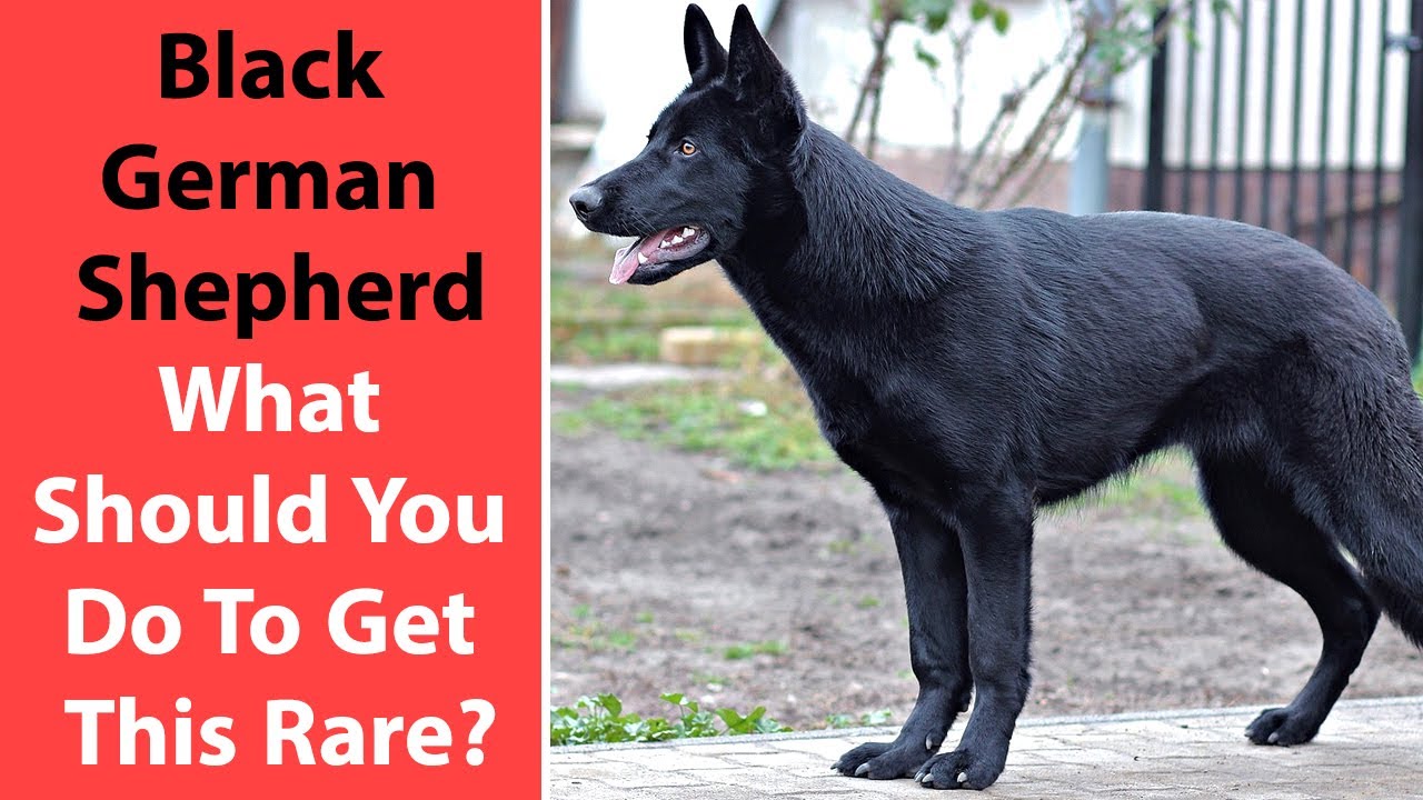 can a german shepherd be all black