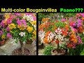 How to Graft Bougainvillea Flower (version1) - Part 1