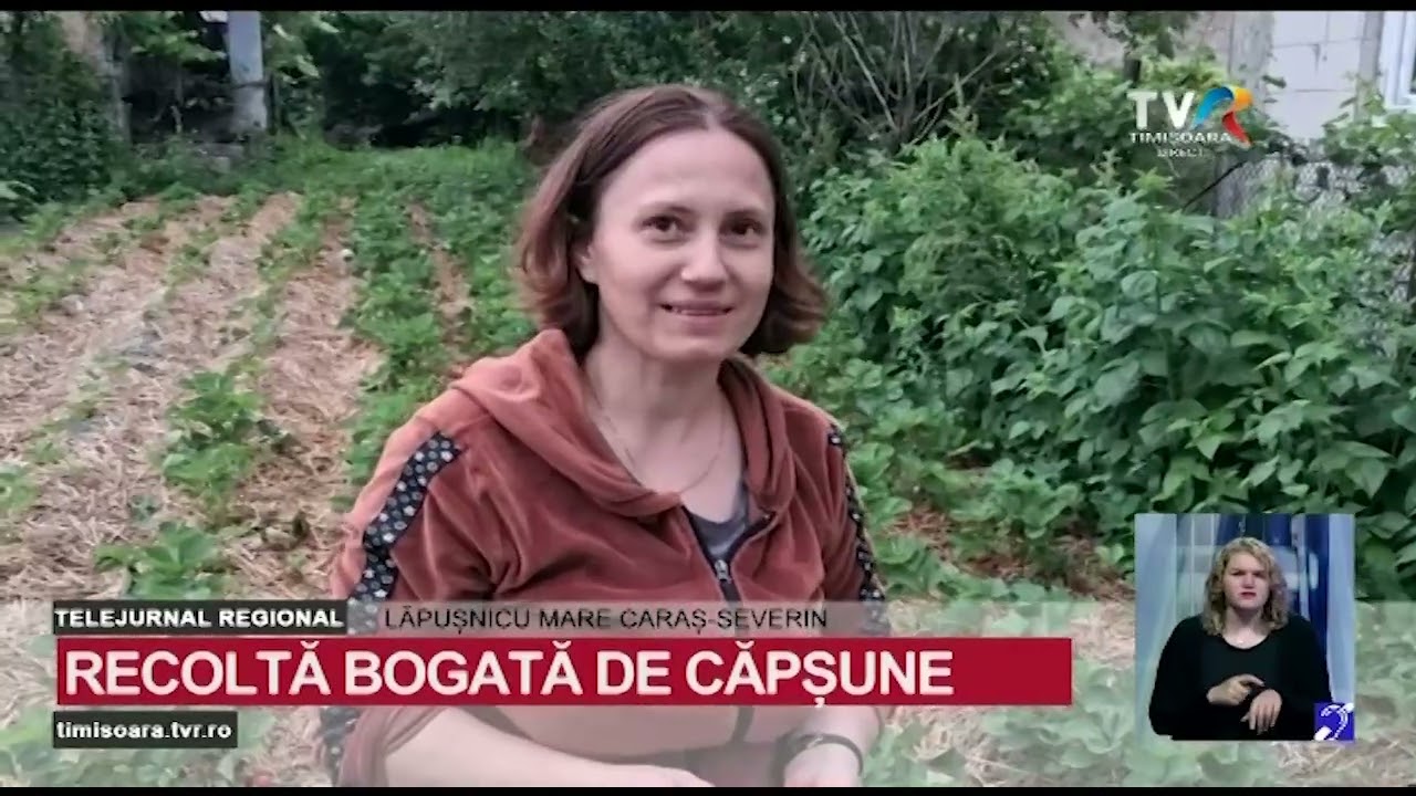 În grădina familiei Vidu din Lăpușnicu Mare căpșunele s-au făcut din belșug #StiriRegionale În grădina familiei Vidu din Lăpușnicu Mare căpșunele s-au făcut din belșug #StiriRegionale