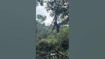 Hắc Công Tử Biểu Diễn Xiếc #hắccôngtử #bạchcônương