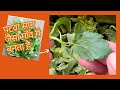 Patwa saag  patua saag  healthy spinach     summer special bhaji  saag