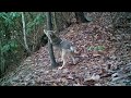 Coyote chews on the trail cam - Haywood Knolls, NC.