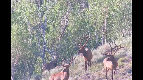 Elk Hunt Nevada Muzzleloader 2020