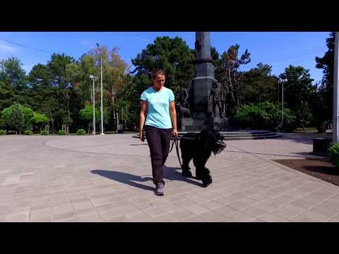 Норматив BH/VT «Собака-компаньон».