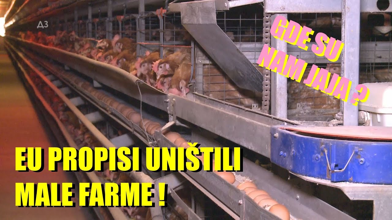SKANDAL ! GDE SU JAJA SRBIJE - MALE FARME UNIŠTENE  besmislenim EU propisima -JAJE  50 dinara ??!