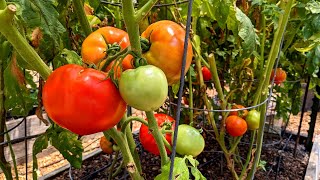 Bumper Crop of Tomatoes at Deep South Texas