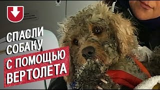 В горах Шотландии спасли собаку с помощью вертолета В горах Шотландии спасли собаку с помощью вертолета