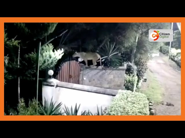 Rongai: Inside family home where lion jumped perimeter wall and killed a dog class=
