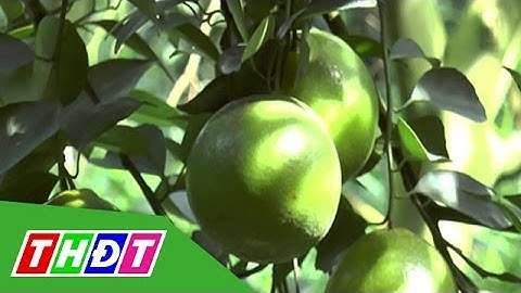 THDT - Quýt đường Lai Vung lần đầu tiên có mặt tại Vinmart