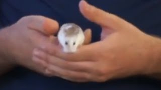 HAMSTERS - How to avoid your hamster from biting. Useful tips and advice.