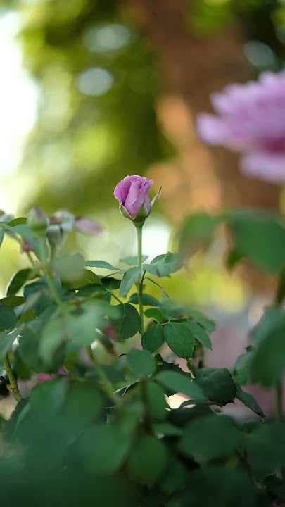 Viltrox 27mm F1.2 Pro XF Video Bokeh Test | Fujifilm XH2