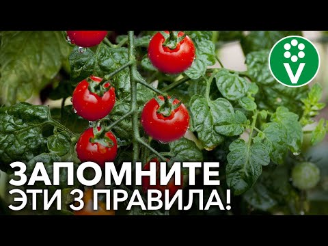 Видео: Что такое тропический томат: советы по выращиванию тропических томатов