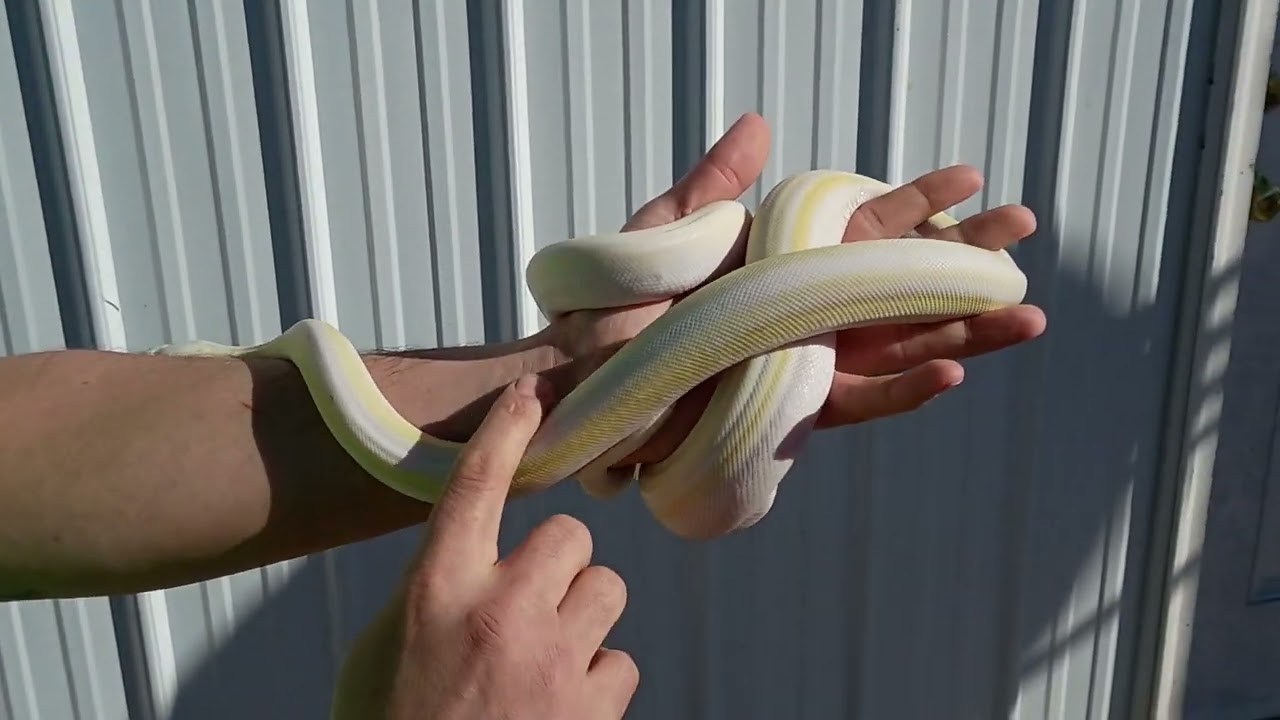 1/13/26 Cow Reticulated Python Male 3