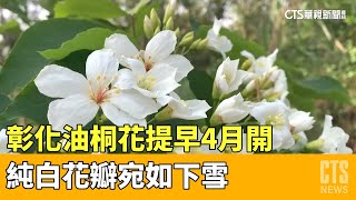 彰化油桐花提早4月開純白花瓣宛如下雪｜華視新聞20230414 