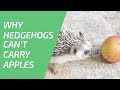 Why Hedgehogs Can&#39;t Carry Apples