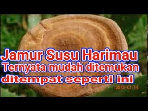 Video: Jenis jamur susu, foto