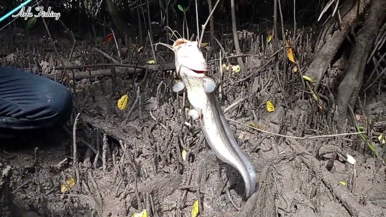 Spot Mancing Sembilang Paling Ganas