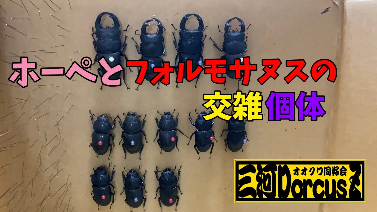ホーペとフォルモサヌスの交雑個体解説 - YouTube