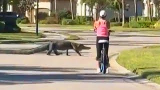 Cyclist Stops Riding to Let Alligator Cross the Road
