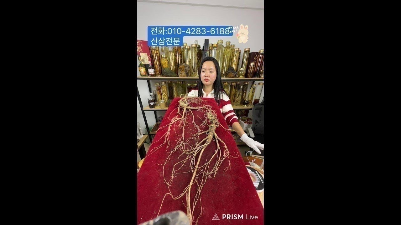 중국희귀약초 #백두산 #산삼#산양삼#산양산삼#임하삼#방치삼#장뇌삼#임하산삼#목청#석청#뽕상황버섯#송이버섯#송이#특산품#건강 라이브 방송 시작합니다.