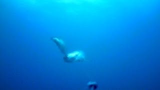 Bluefish ATTACKS grey mullet (UNDERWATER FOOTAGE)