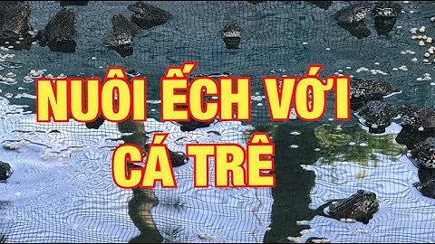 Cách nuôi ếch | Chia sẽ cách nuôi ếch với cá trê cực hiệu quả