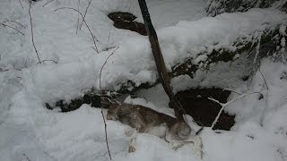 Охота на зайца с гончими 22.11.13 - Hunting the hare with dogs 22.11.13