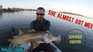 Fishing Sanibel/Pine island sound, big snook on a battle II 2500! Best way to break in a new rod!!