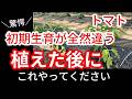【トマト】植えた後に絶対にこれをやってください
