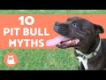 10 Myths About Pit Bulls - And the FACTS to Disprove Them