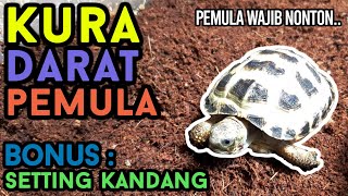 INI COCOK BANGET BUAT PEMULA | KURAKURA DARAT/TORTOISE UNTUK PEMULA + SETTING KANDANG