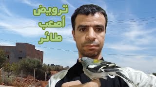 ترويض وفكرة على أصعب طائر/taming wild birds/angry birds