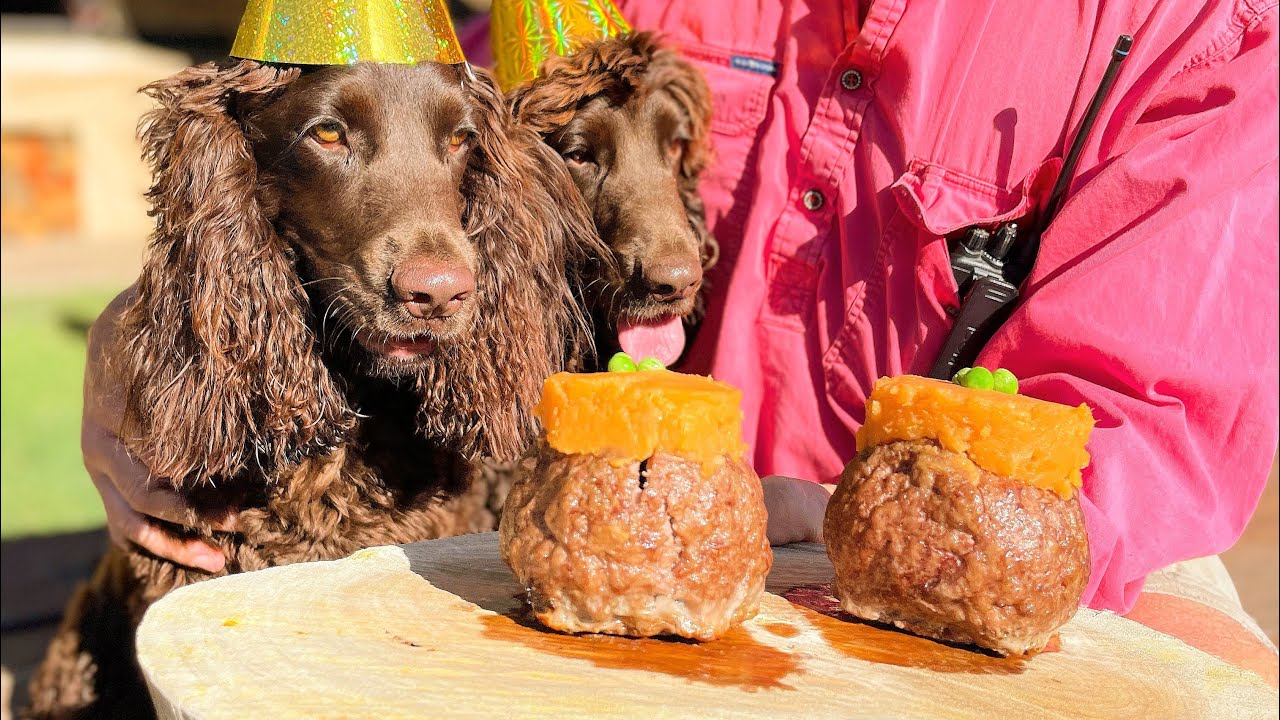 Cocker Spaniel Rolo Rolo the Chocolate Cocker Spaniel’s 1st b’day, Ziggy joins in the games ...