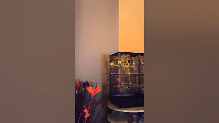 My bird says kid rock
