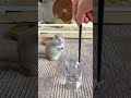 流行りのやつやってみた‼️ #ピー助 #リチャードソンジリス #animal #cute