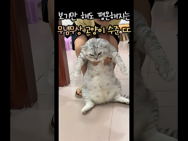 보기만해도 평온해지는 무념무상 고양이 수준 ㄷㄷ