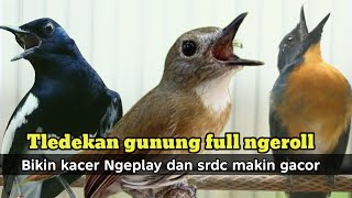 TLEDEKAN GUNUNG GACOR AMPUH BIKIN KACER DAN SRDC EMOSI