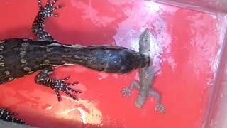 Kasih makan VARANUS SALVATOR pake cicak!!!