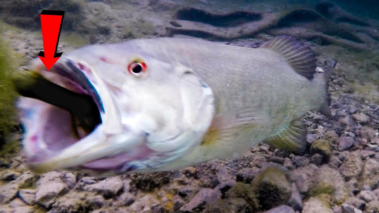 How Fish React To Different Lures - Incredible Underwater Bite Footage! 